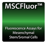 home_MSCFluor.jpg